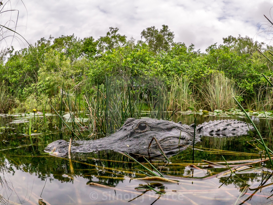 "American Alligator In The Everglades, Florida" stock image