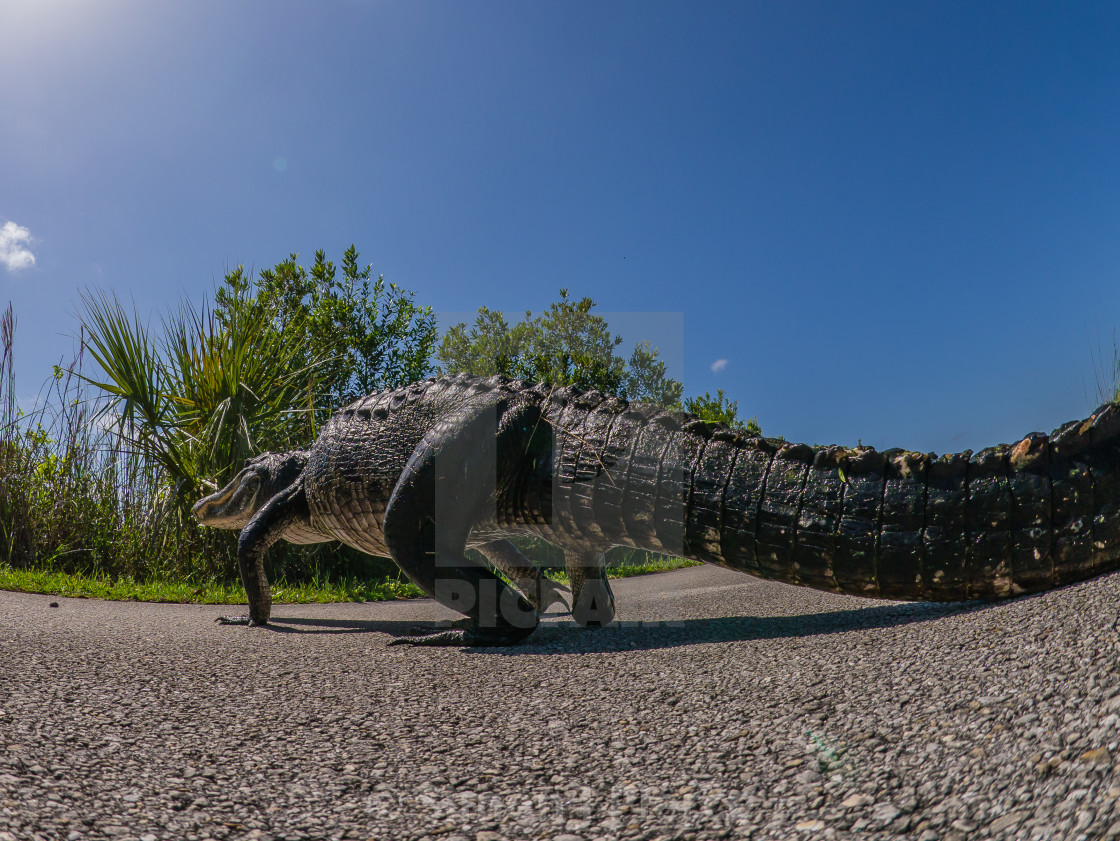 "American Alligator Walking Across The Road At Shark Valley, Ever" stock image