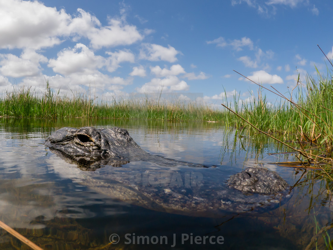 "Alligator Profile At Everglades National Park, Florida" stock image