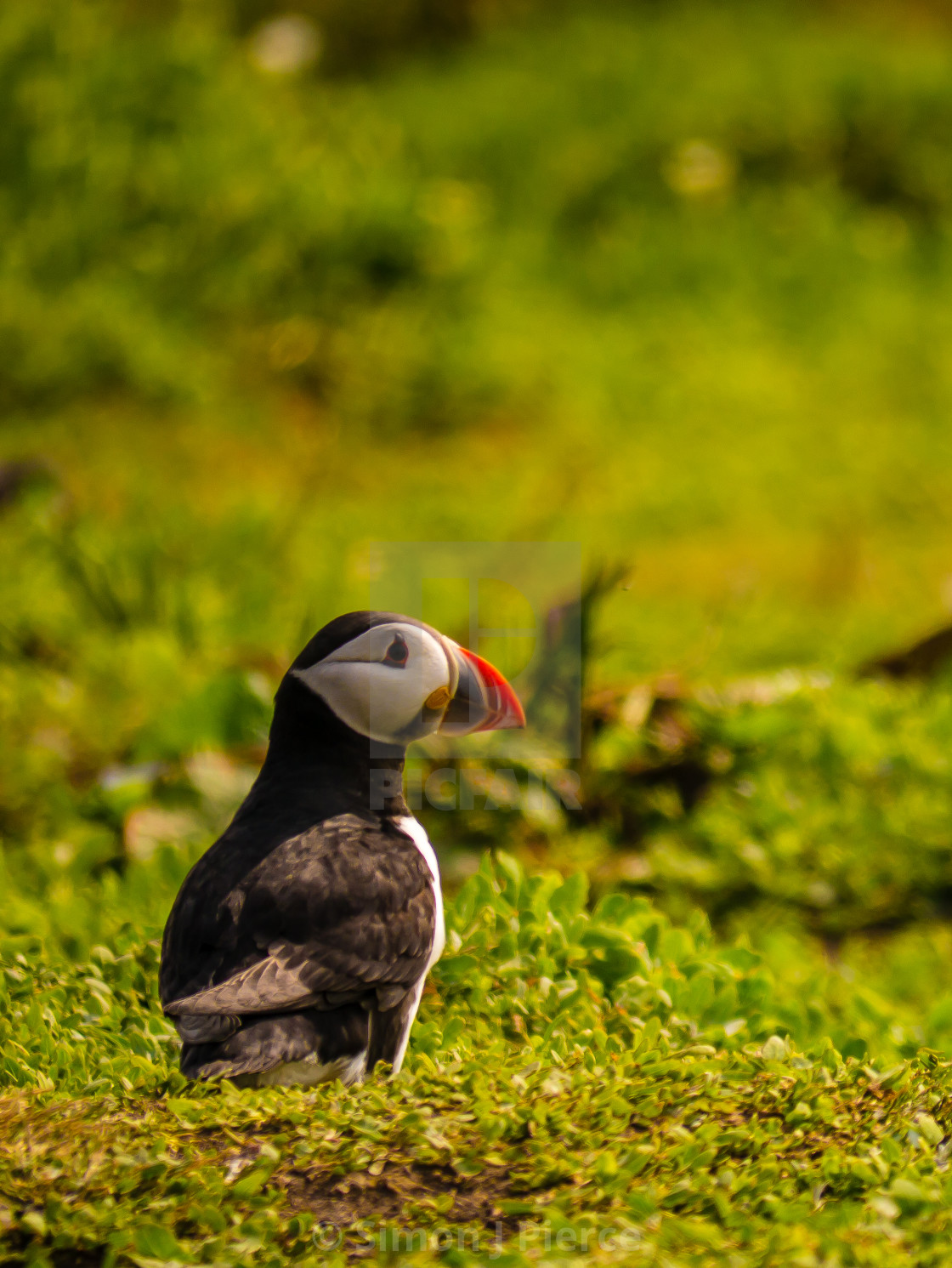 "Atlantic Puffin In The Farne Islands, UK" stock image