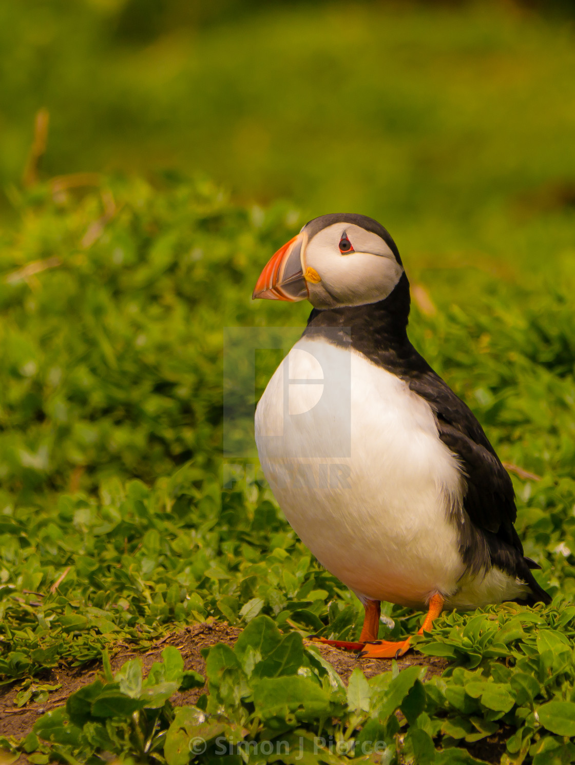 "Atlantic Puffin In The Farne Islands, UK" stock image