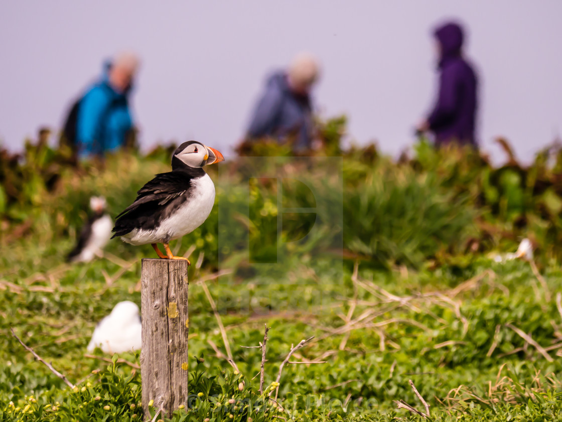 "Puffin And Birdwatchers On The Farne Islands, UK" stock image