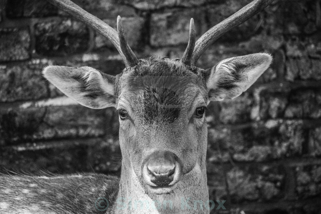 "Deer Stare" stock image