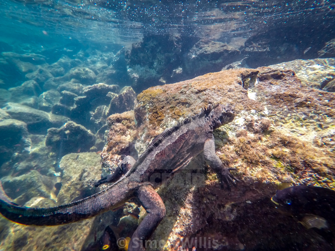 "Marine Iguana Swimming" by Simon Willis - $6.18 "Marine Iguana Swimming" stock image