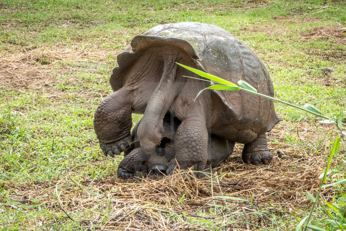 "Galapagos Giant Tortoises Mating" by Simon Willis - $6.18 "Galapagos Giant Tortoises Mating" stock image