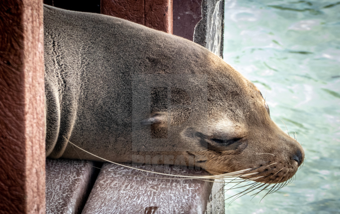 "Just relaxing, like a sea lion" by Simon Willis - $6.18 "Just relaxing, like a sea lion" stock image