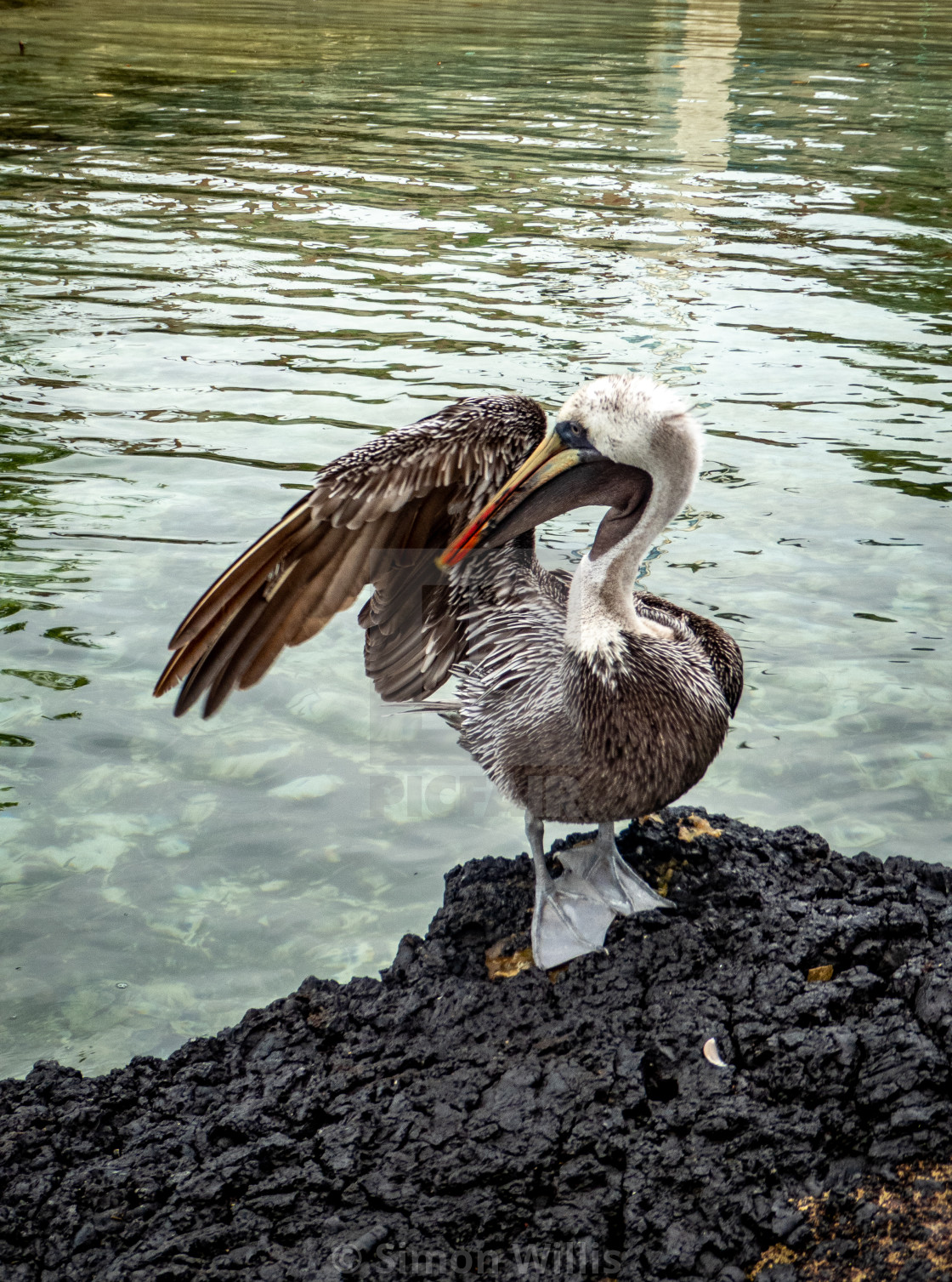 "Wingman. Pelican. Galapagos." by Simon Willis - $6.18 "Wingman. Pelican. Galapagos." stock image