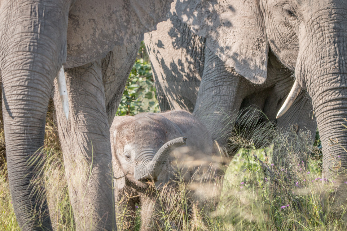 A Young Elephant Walking Towards The Camera License Download Or Print For 12 40 Photos Picfair