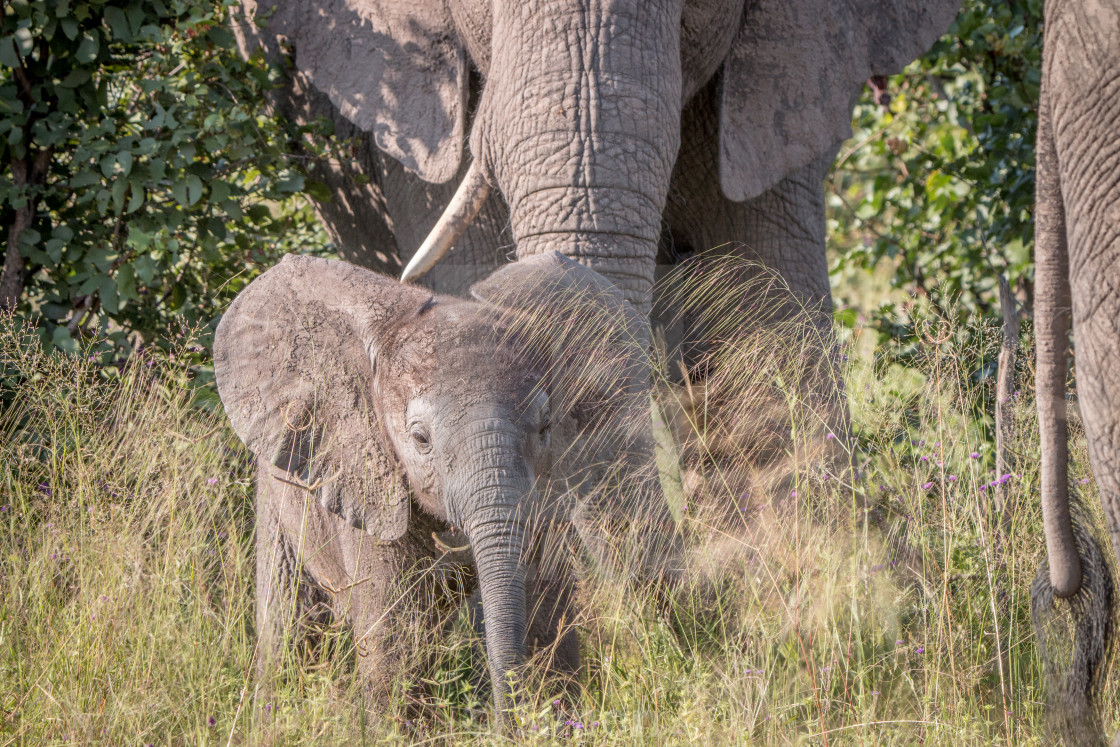 A Young Elephant Walking Towards The Camera License Download Or Print For 12 40 Photos Picfair