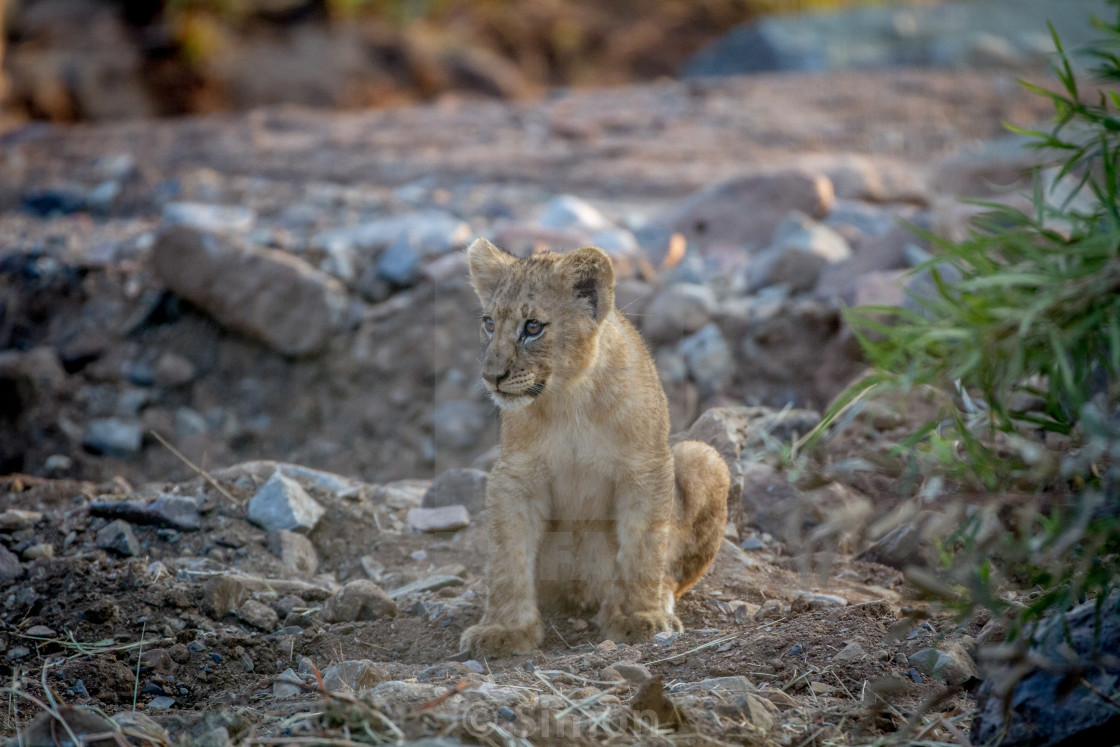 lion cub sitting in