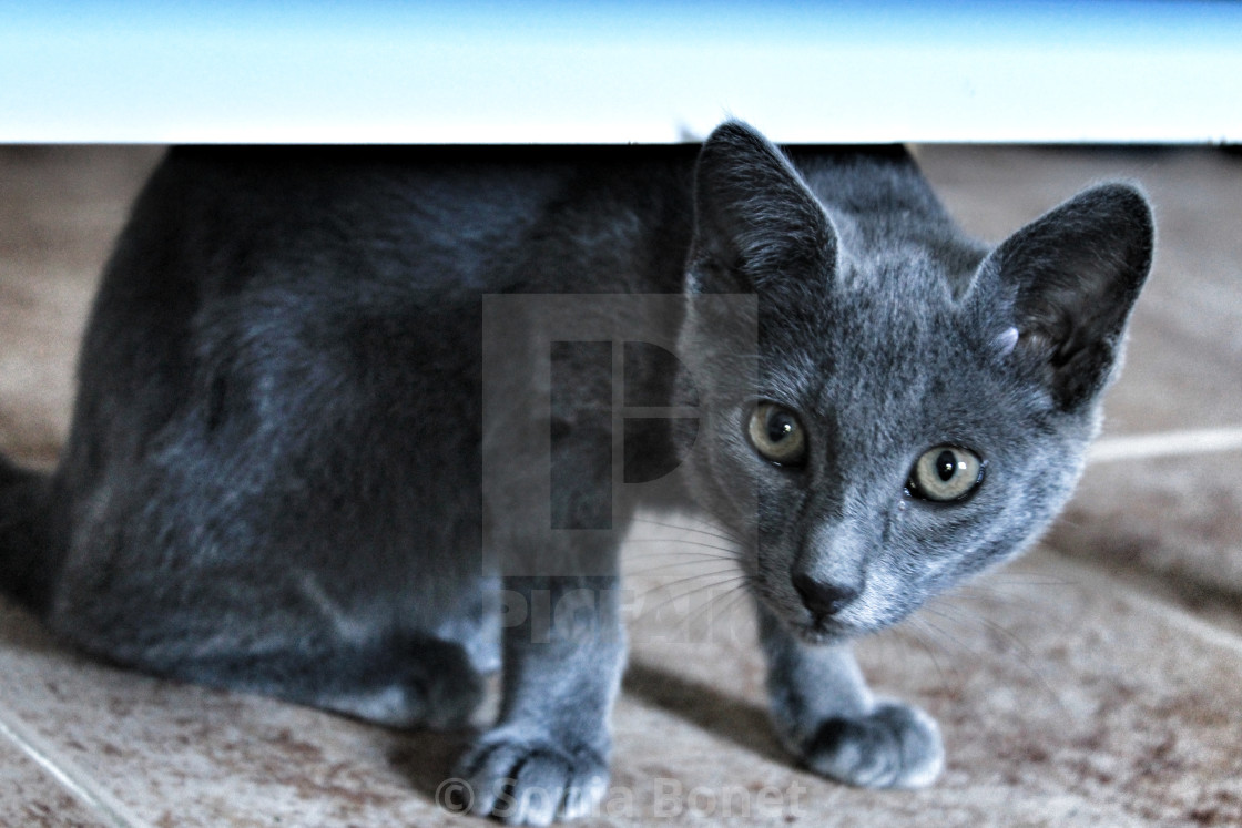 Grey Cat With Green Eyes License Download Or Print For 20 00