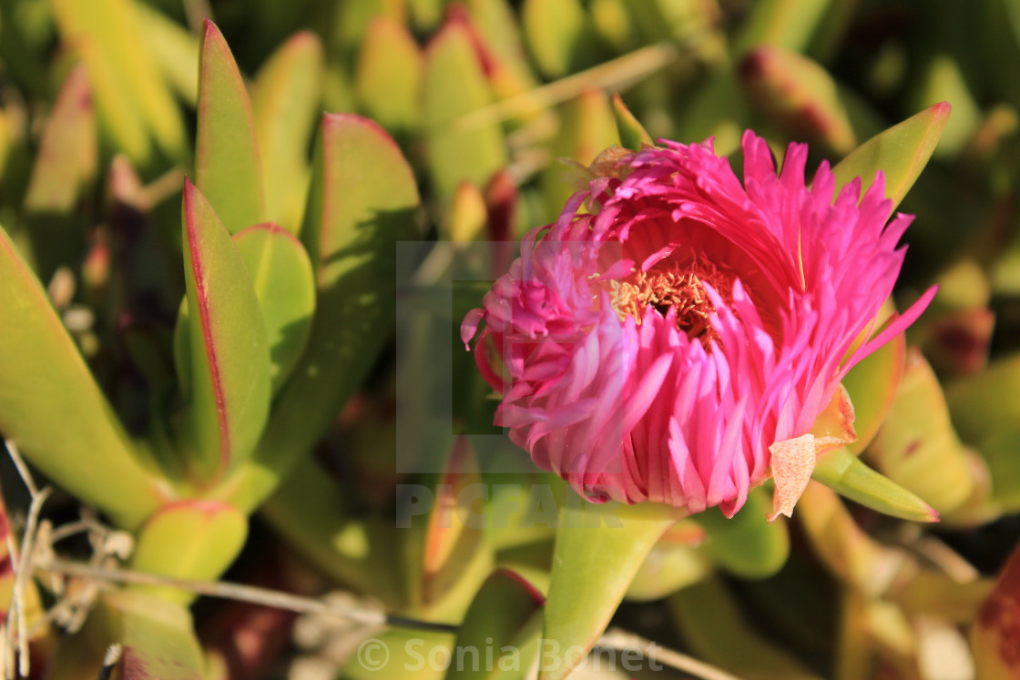 Carpobrotus Edulis Plant In The Garden In Spring License Download Or Print For 24 80 Photos Picfair