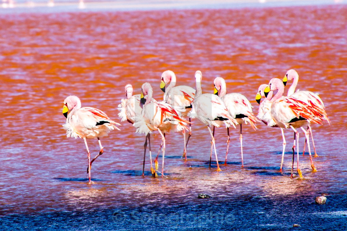 "Flamingos" stock image