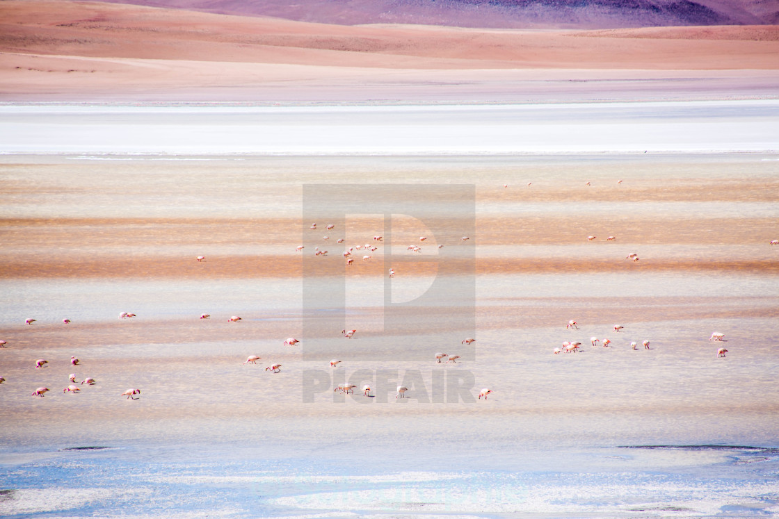 "Red Lagoon Flamingos" stock image