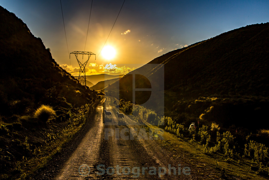 "Sheep at Sunset" stock image