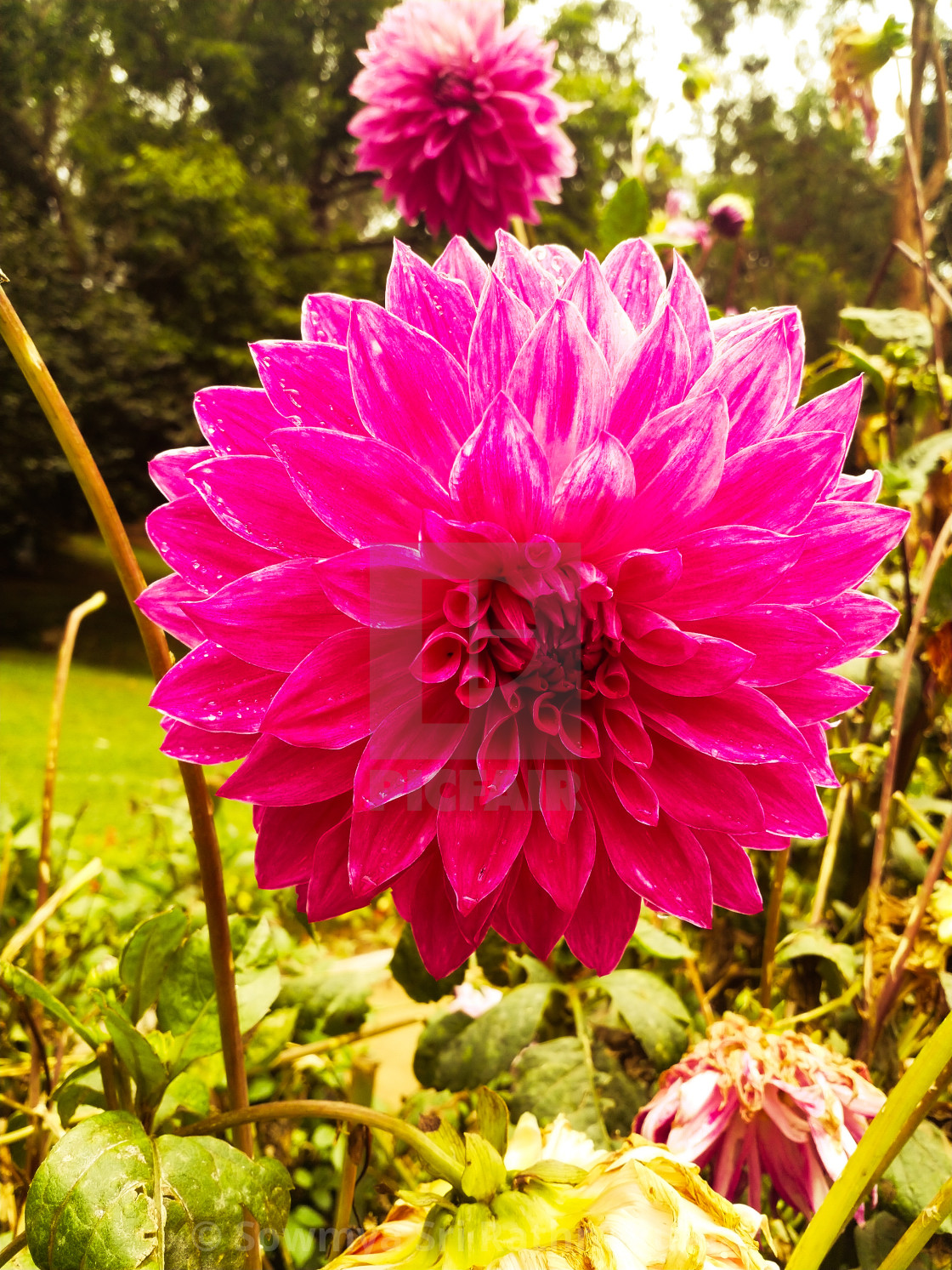 Dahlia Flower In Tamil - Best Flower Wallpaper