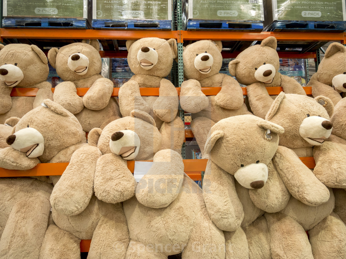 costco big teddy