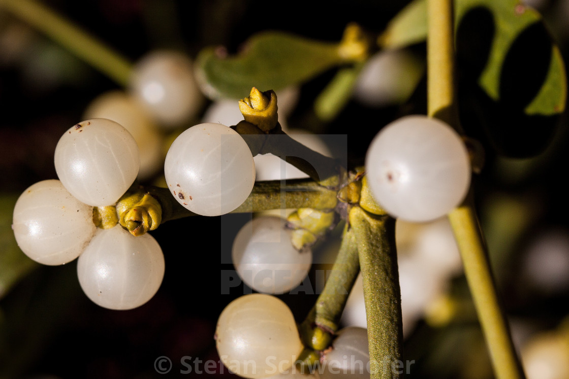 "mistletoe with berries" stock image