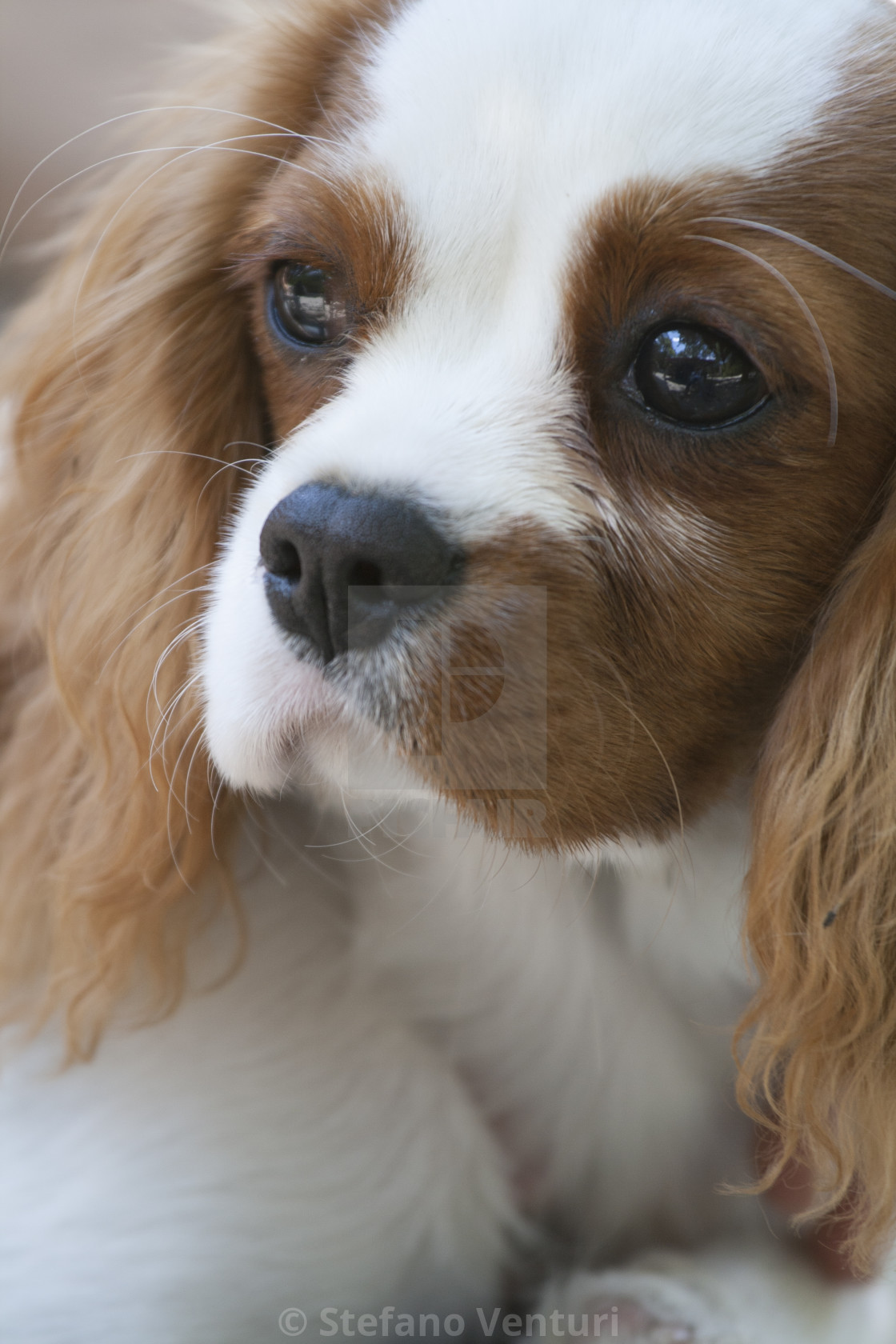 beautiful cavalier king charles spaniel