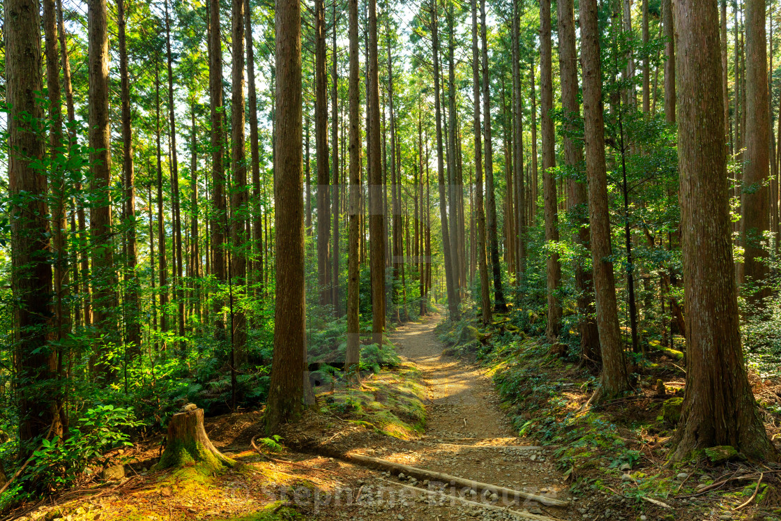 Beautiful Japanese Forest License Download Or Print For 9 92 Photos Picfair Beautiful Japanese Forest License Download Or Print For 9 92 Photos Picfair