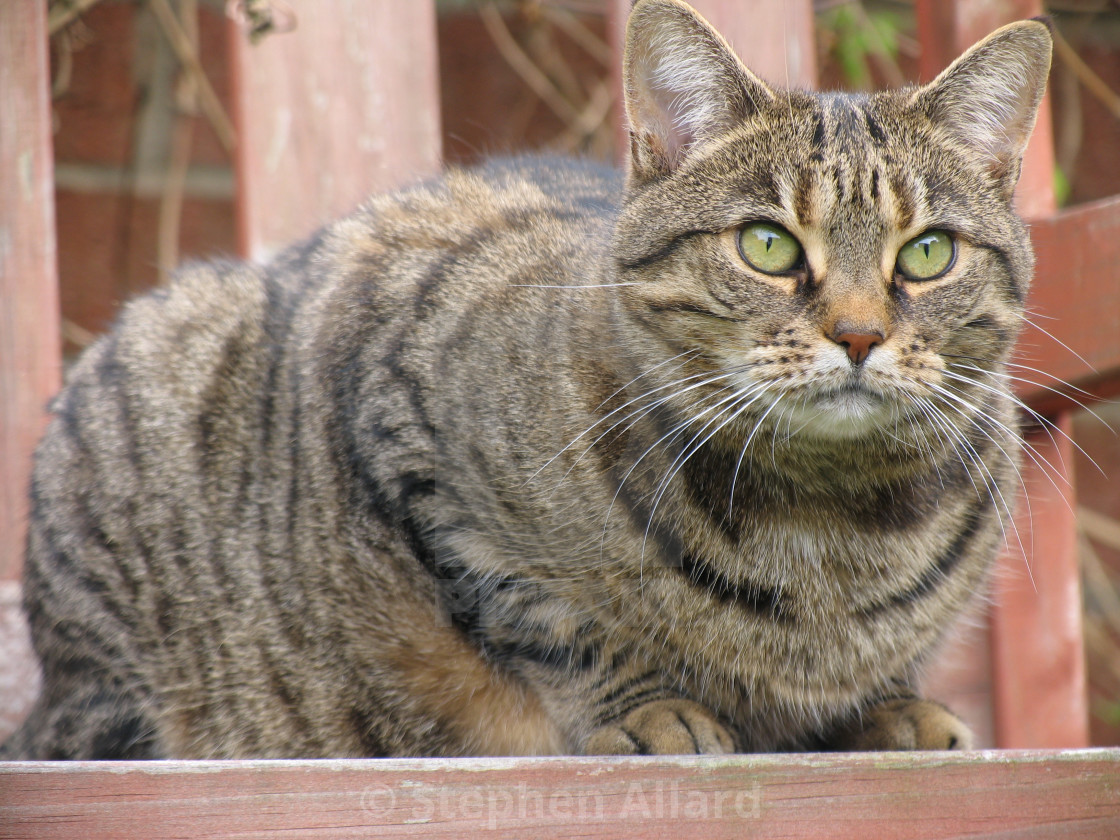 Fat Tabby Cat License Download Or Print For 6 20 Photos