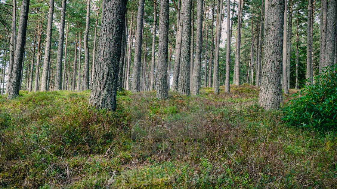 Scottish Pine Forest Floor License Download Or Print For 31 00 Photos Picfair