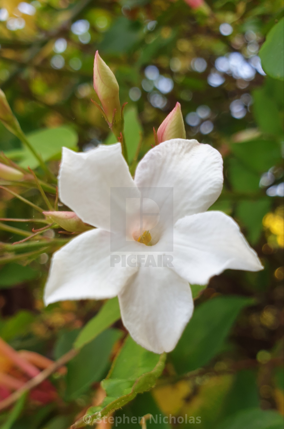 Chilean Jasmine License Download Or Print For 9 91 Photos Picfair