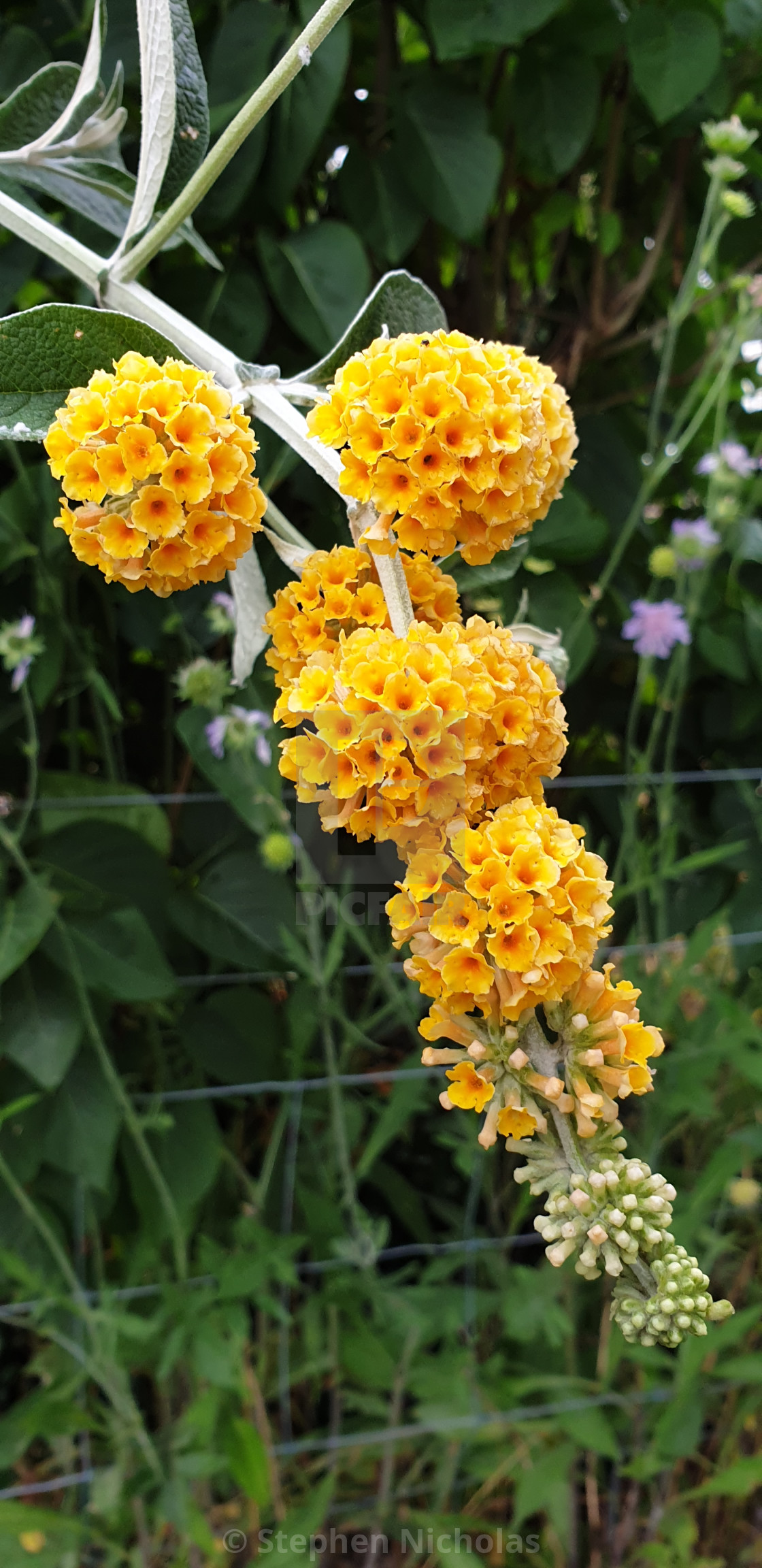 Weyer S Butterfly Bush License Download Or Print For 9 91 Photos Picfair