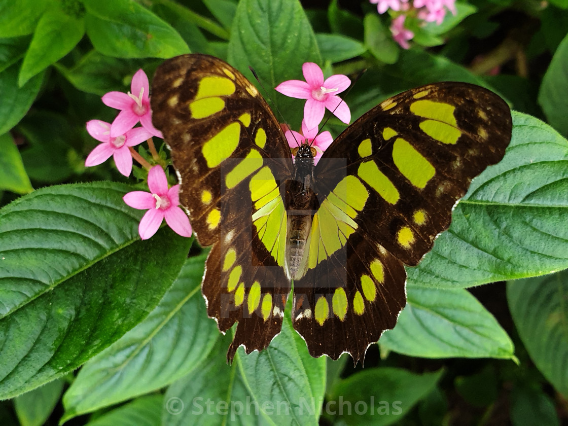 Malachite Butterfly License Download Or Print For 9 91 Photos Picfair