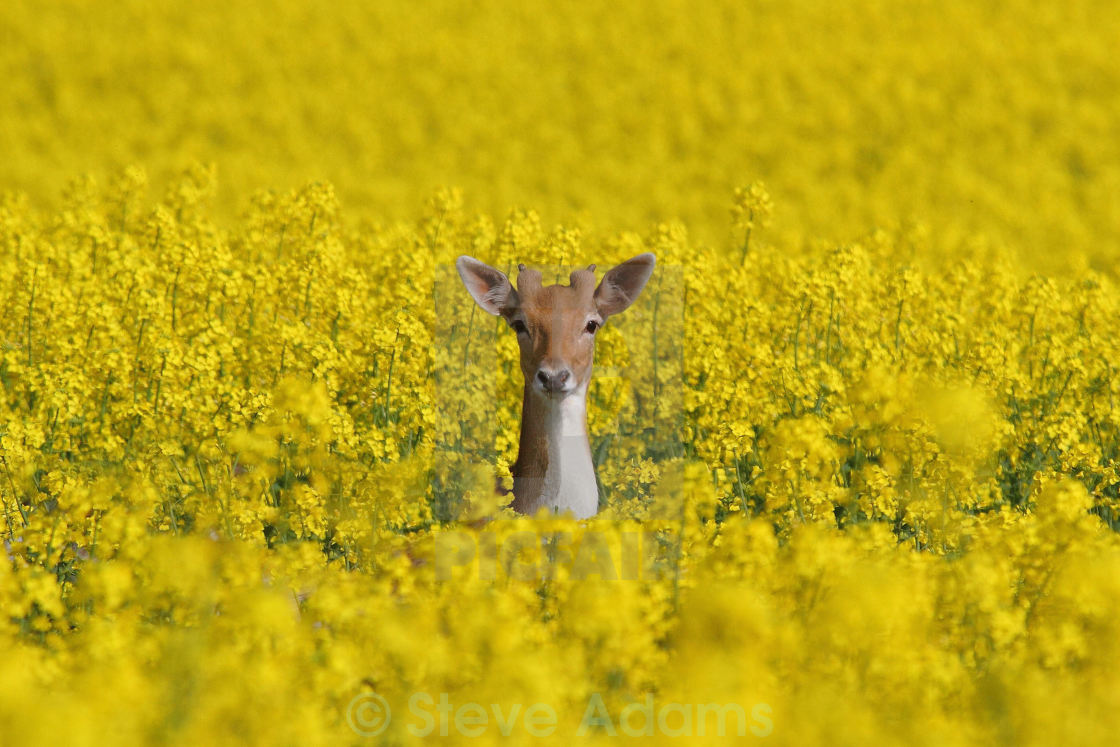 "Peek a Boo" stock image