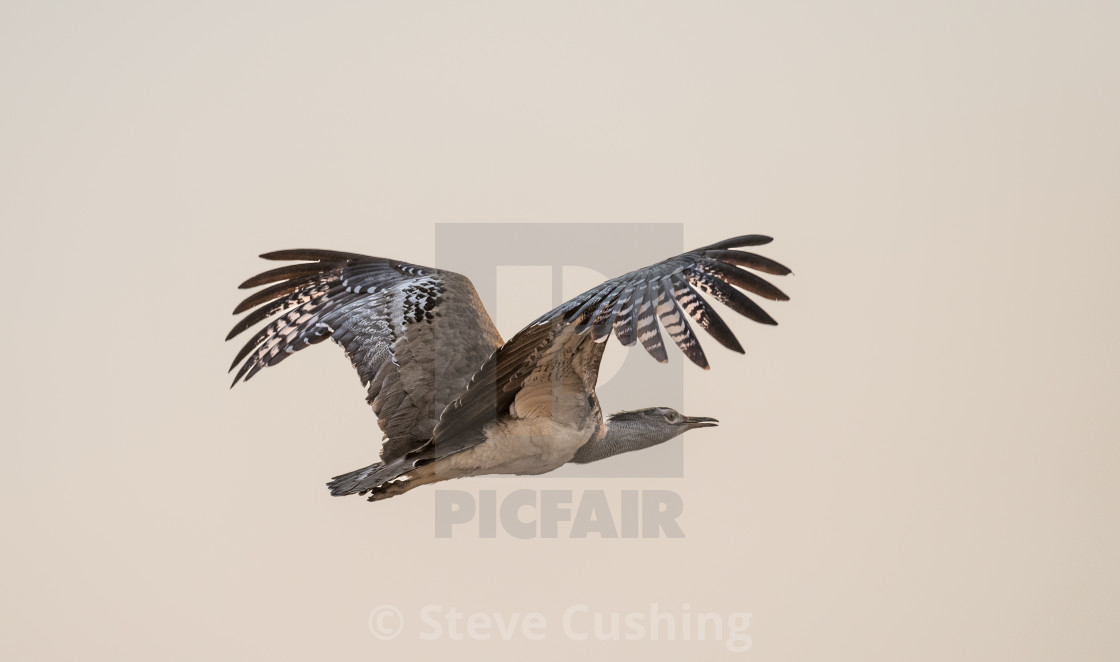 Kori Bustard In Flight License Download Or Print For 00 Photos Picfair Kori Bustard In Flight License Download Or Print For 00 Photos Picfair
