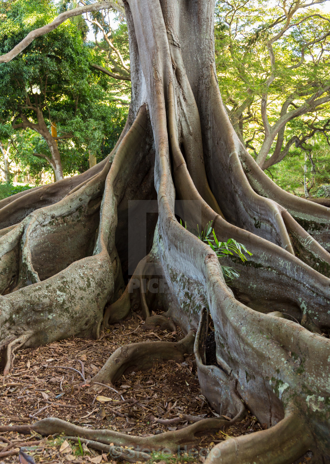usund Disco udbytte Moreton Bay Fig tree roots - License, download or print for £6.50 | Photos  | Picfair