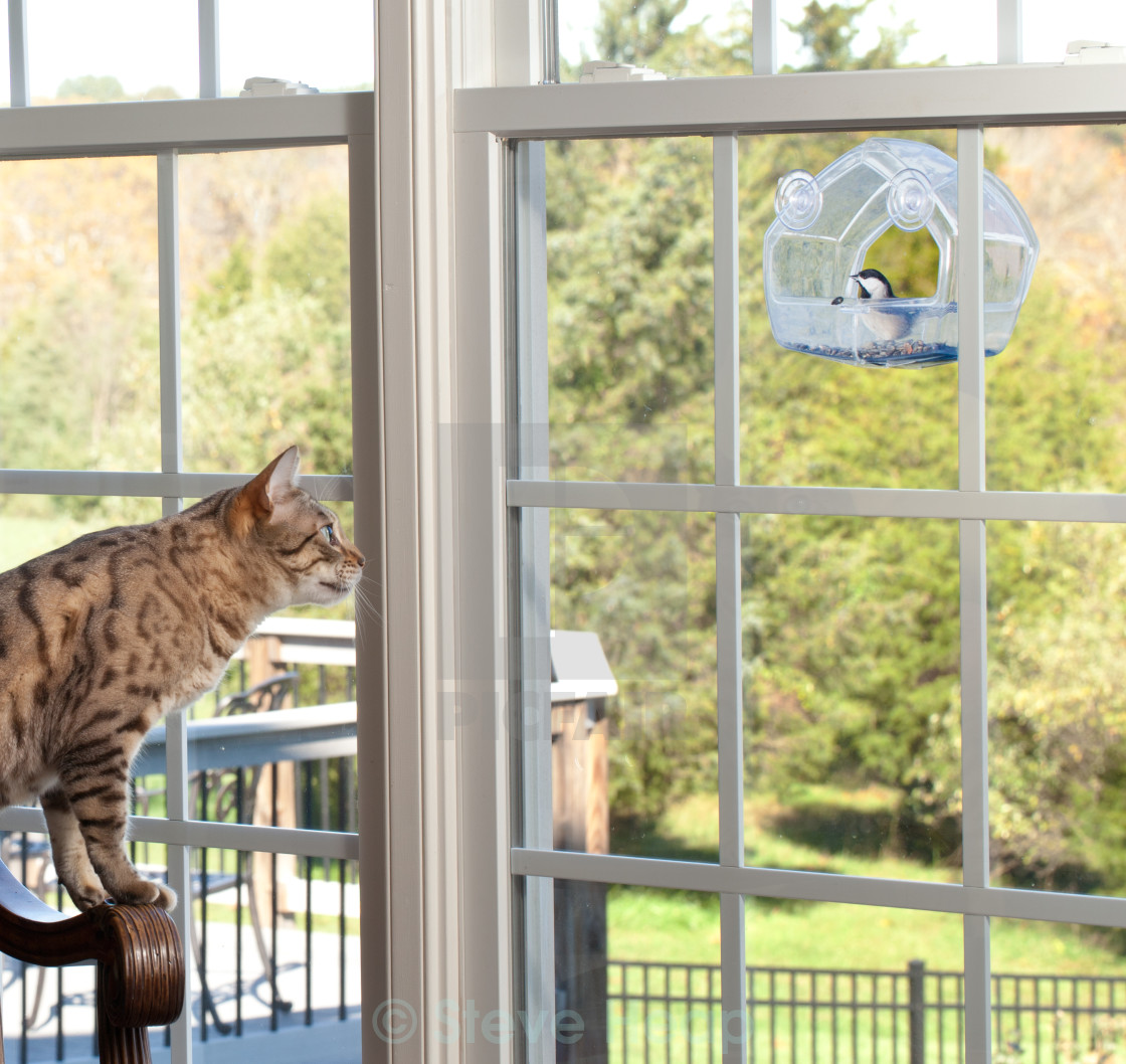 Cat Watching Bird On Feeder License Download Or Print For