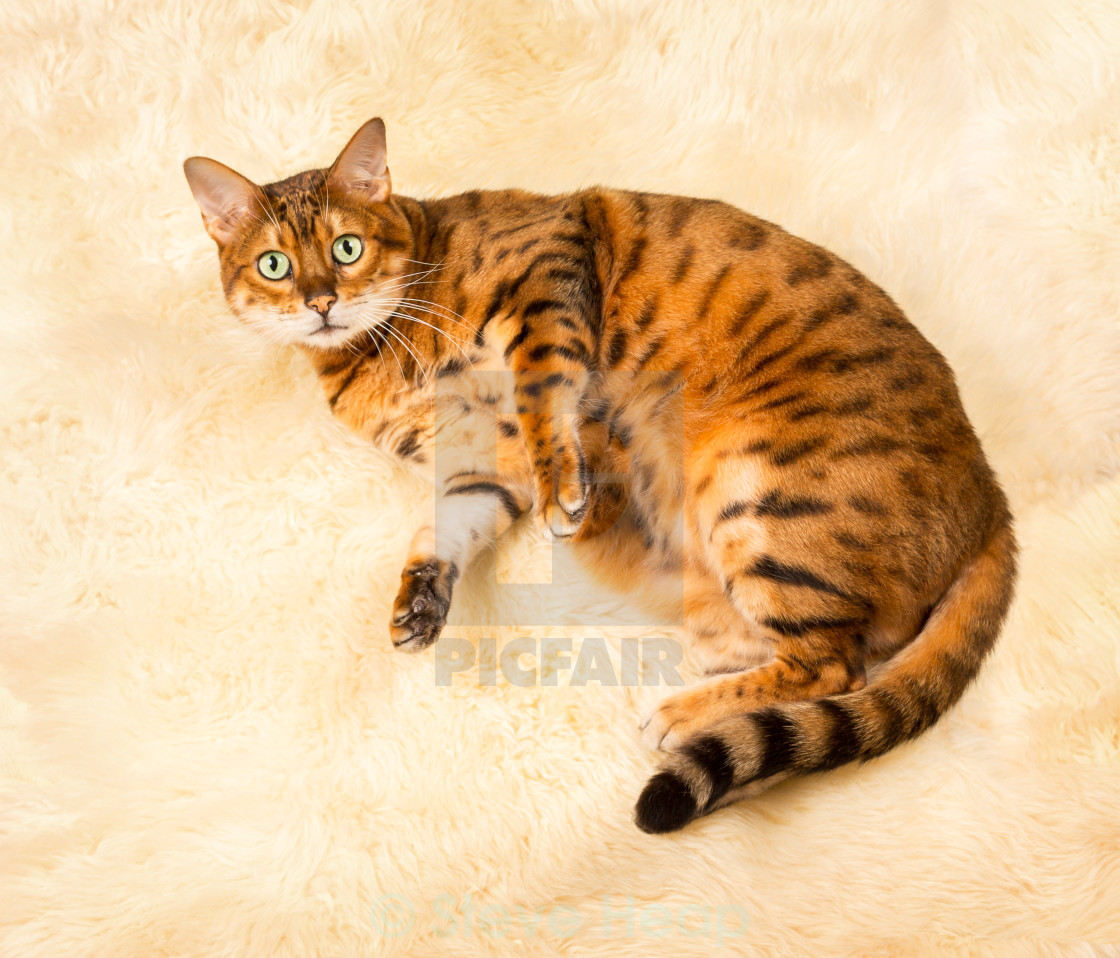 Orange Brown Bengal Cat On Wool Rug License Download Or Print For 6 50 Photos Picfair