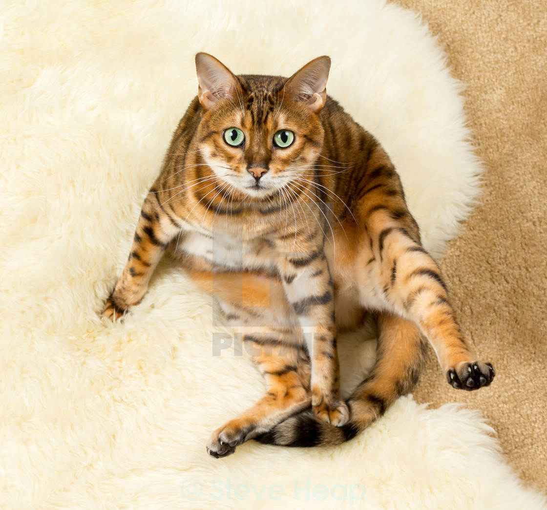 Orange Brown Bengal Cat On Wool Rug License Download Or Print For 12 40 Photos Picfair
