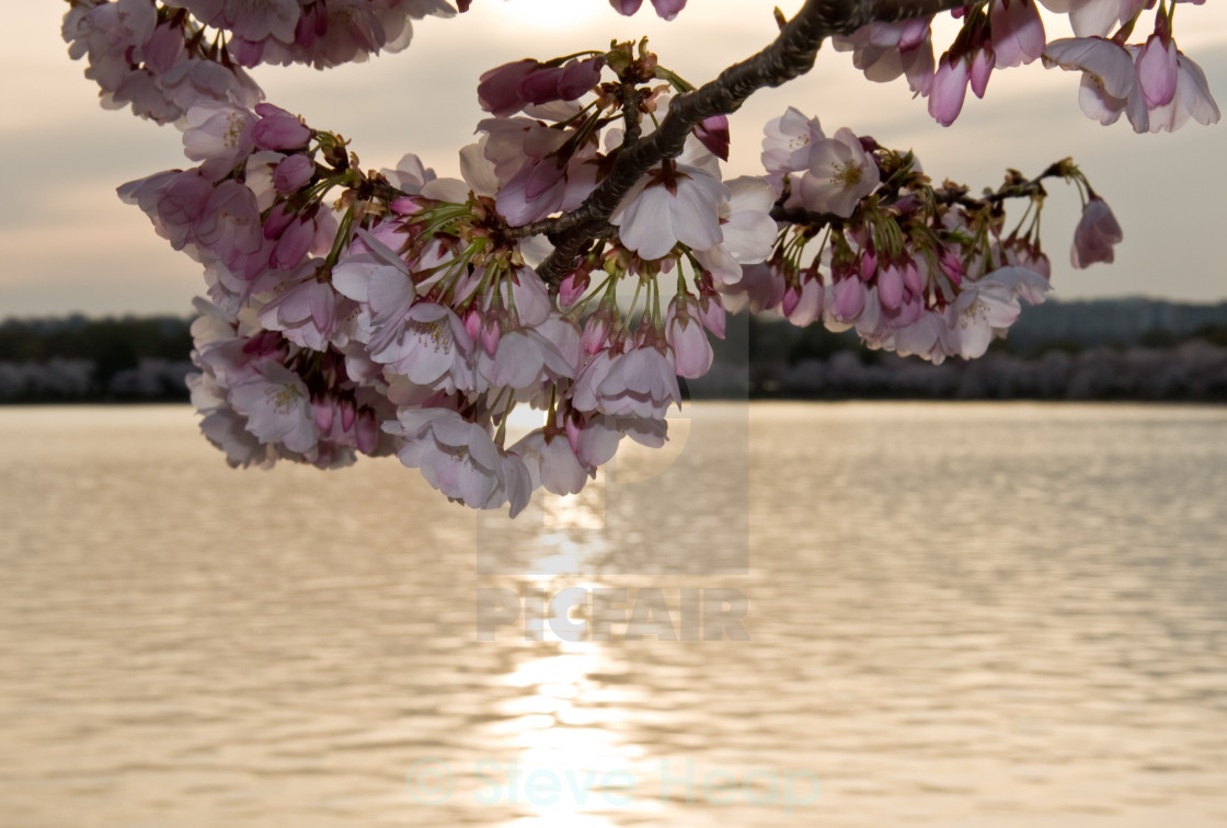 Cherry Blossom In Front Of Sunset License Download Or Print For 6 50 Photos Picfair Cherry Blossom In Front Of Sunset License Download Or Print For 6 50 Photos Picfair