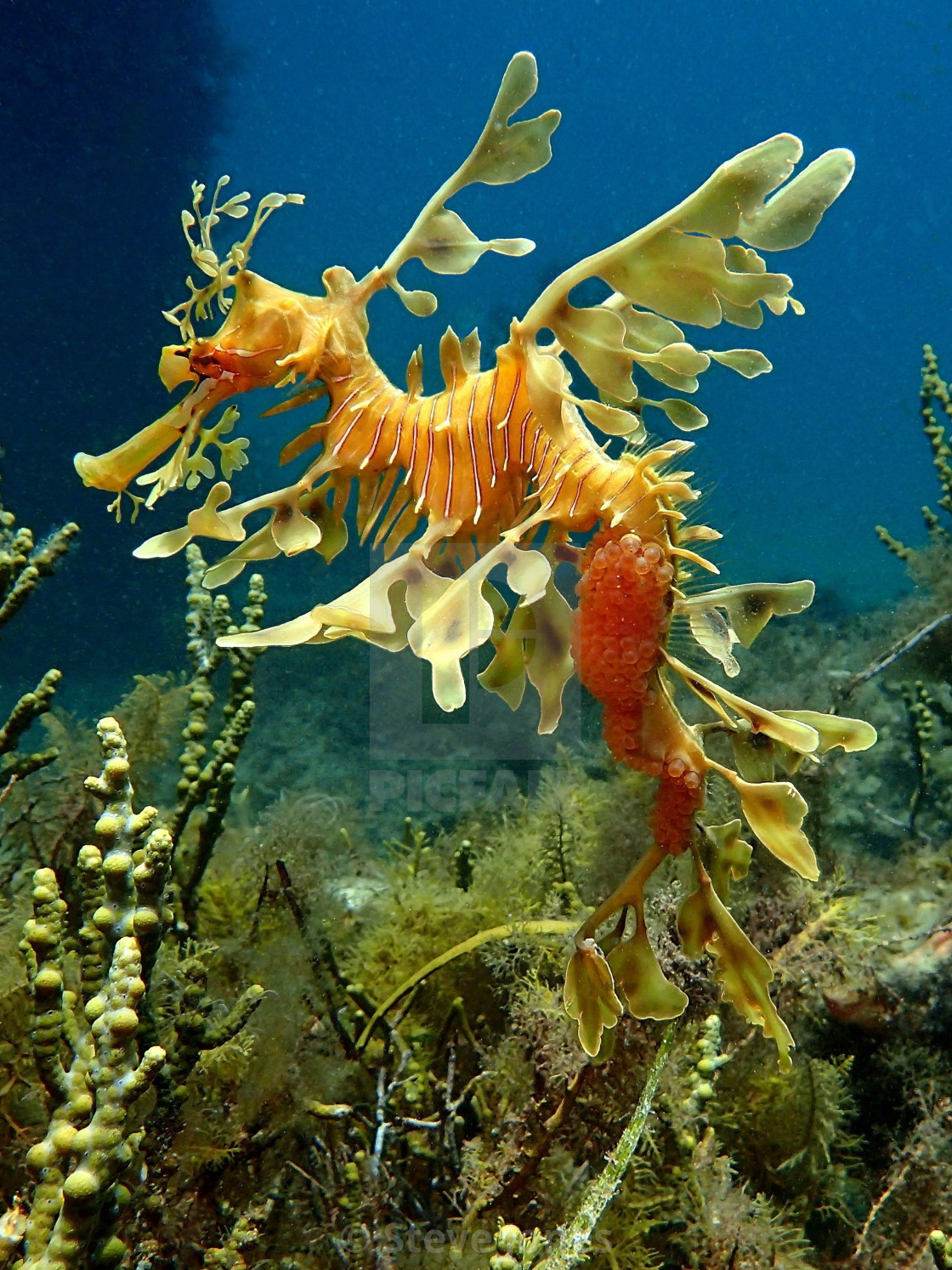 Male Leafy Sea Dragon With Eggs License Download Or Print For