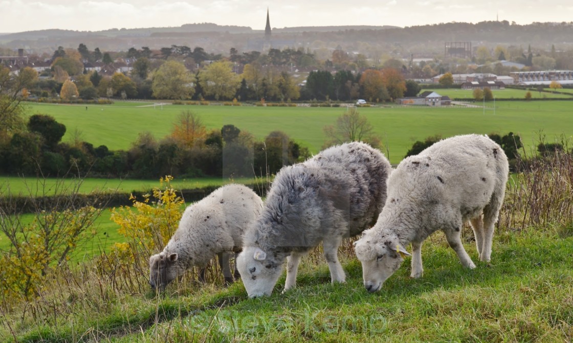 "Old Sarum Sheep." by Steve Kemp - $6.14 "Old Sarum Sheep." stock image