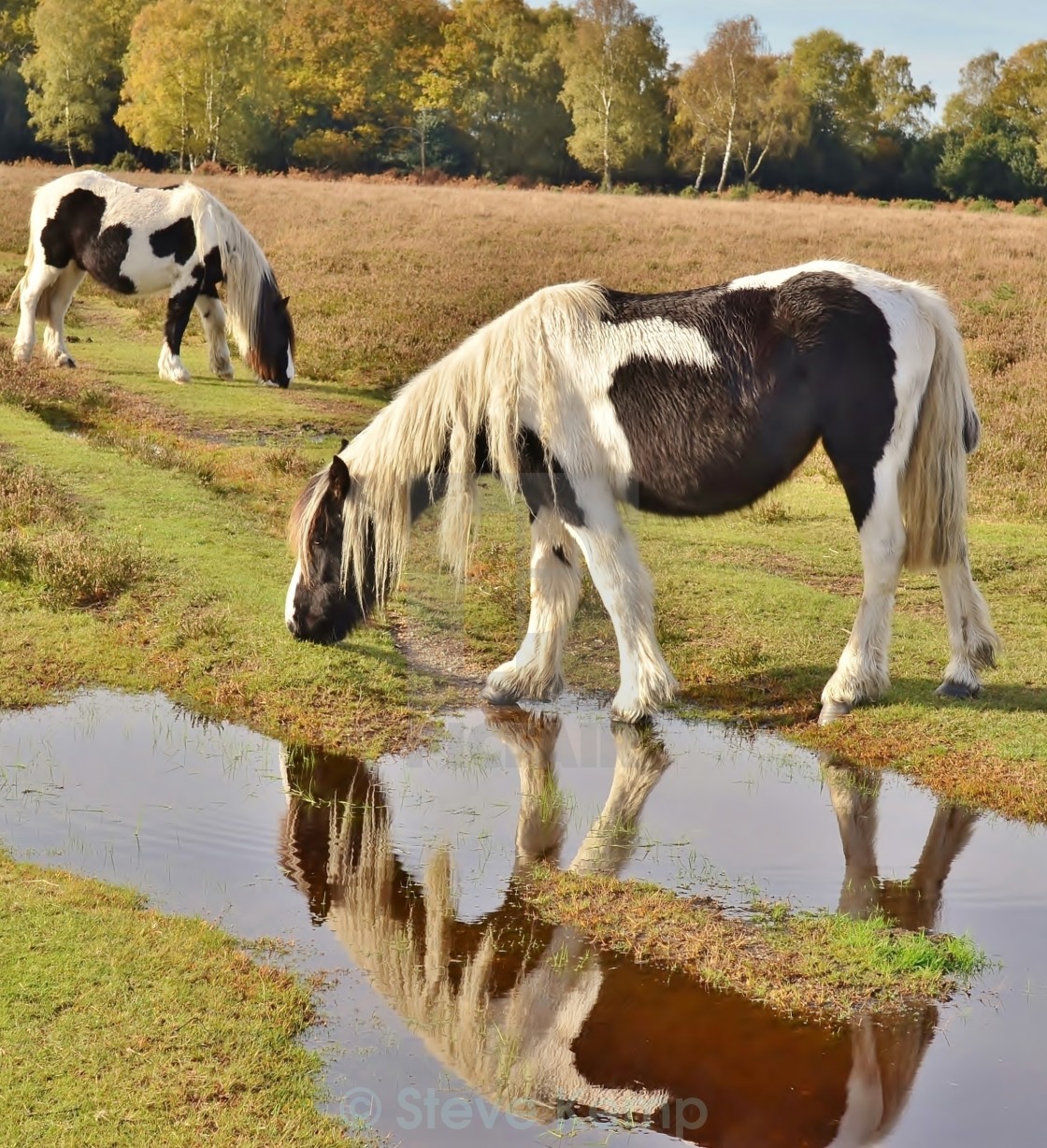 "New Forest Ponies." by Steve Kemp - $6.14 "New Forest Ponies." stock image