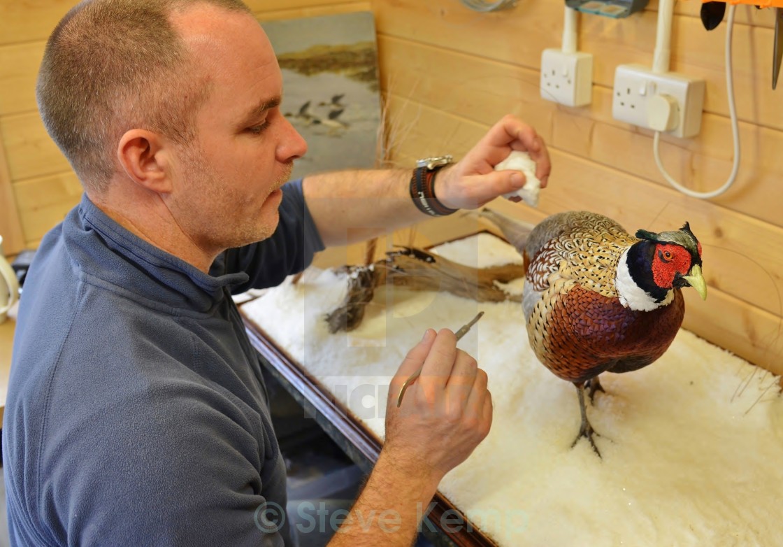 "The Taxidermist." by Steve Kemp - $6.14 "The Taxidermist." stock image