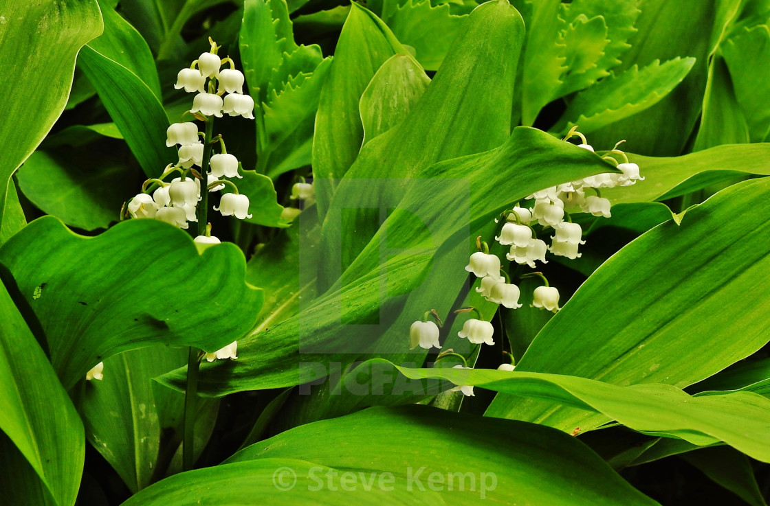 "Lily of the Valley." by Steve Kemp - $6.16 "Lily of the Valley." stock image