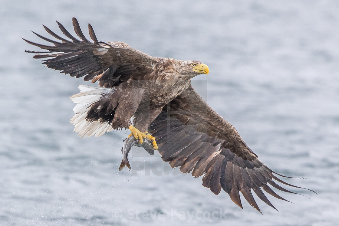 "White tailed eagle Haliaeetus albicill" stock image