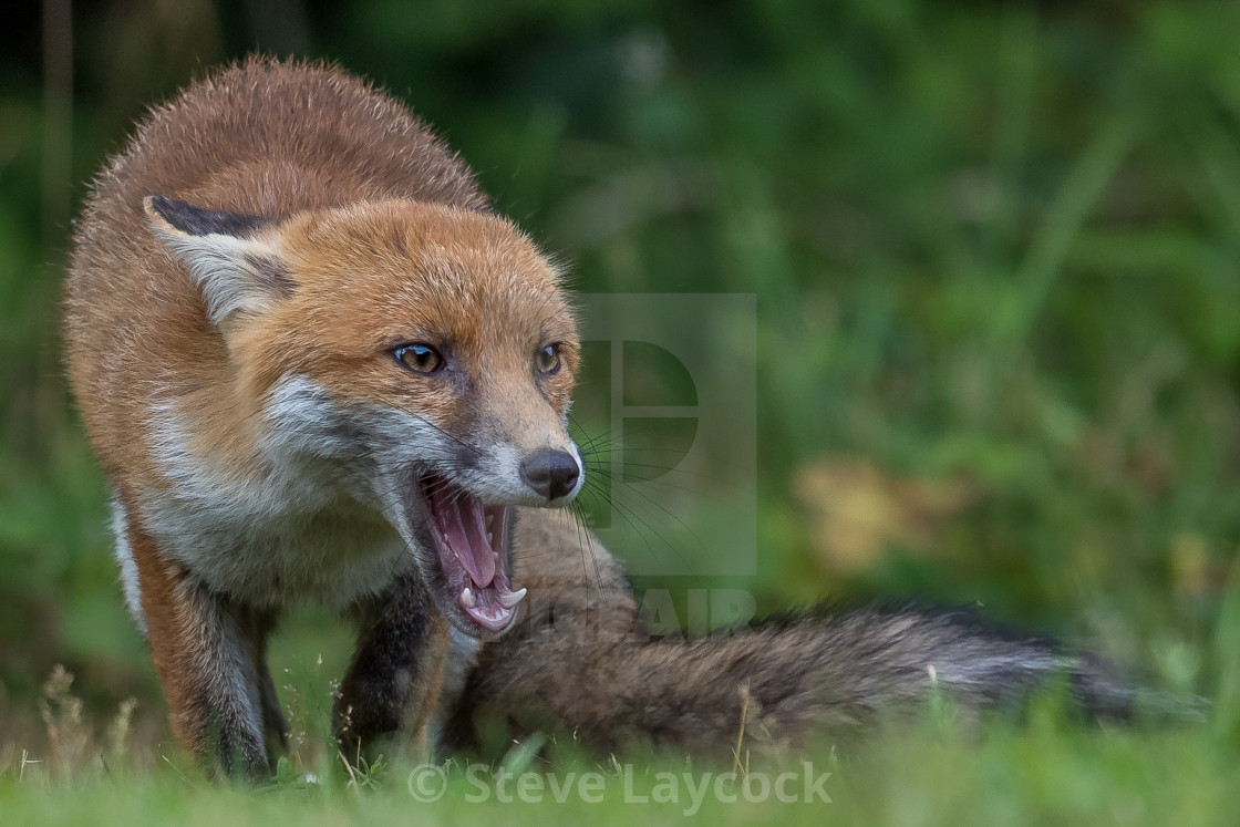 Red Fox Vulpes Vulpes Cub License Download Or Print For 24 19 Photos Picfair