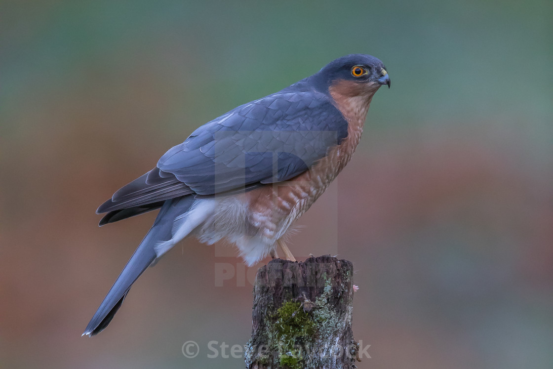 Male Sparrow Hawk Accipiter Nisus License Download Or Print For 30 00 Photos Picfair