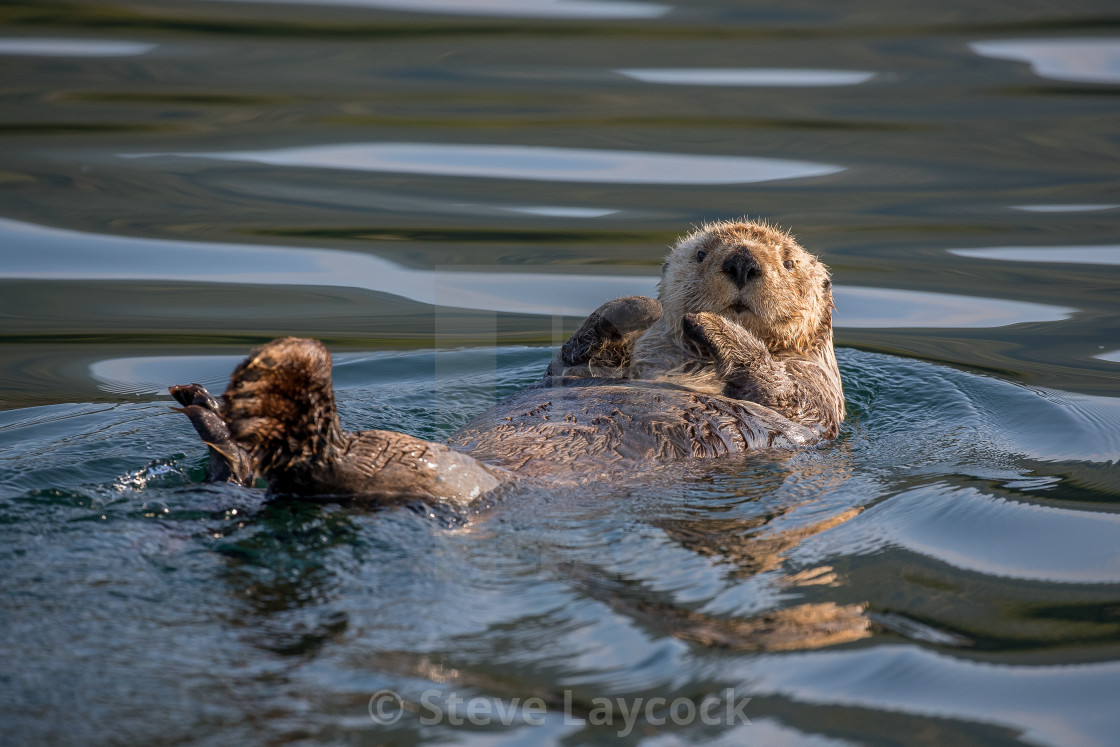 "sea otter" stock image