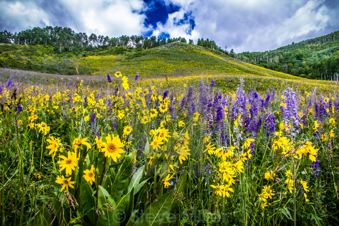 Wildflowers At Crested Butte Colorado License Download Or Print For 15 50 Photos Picfair