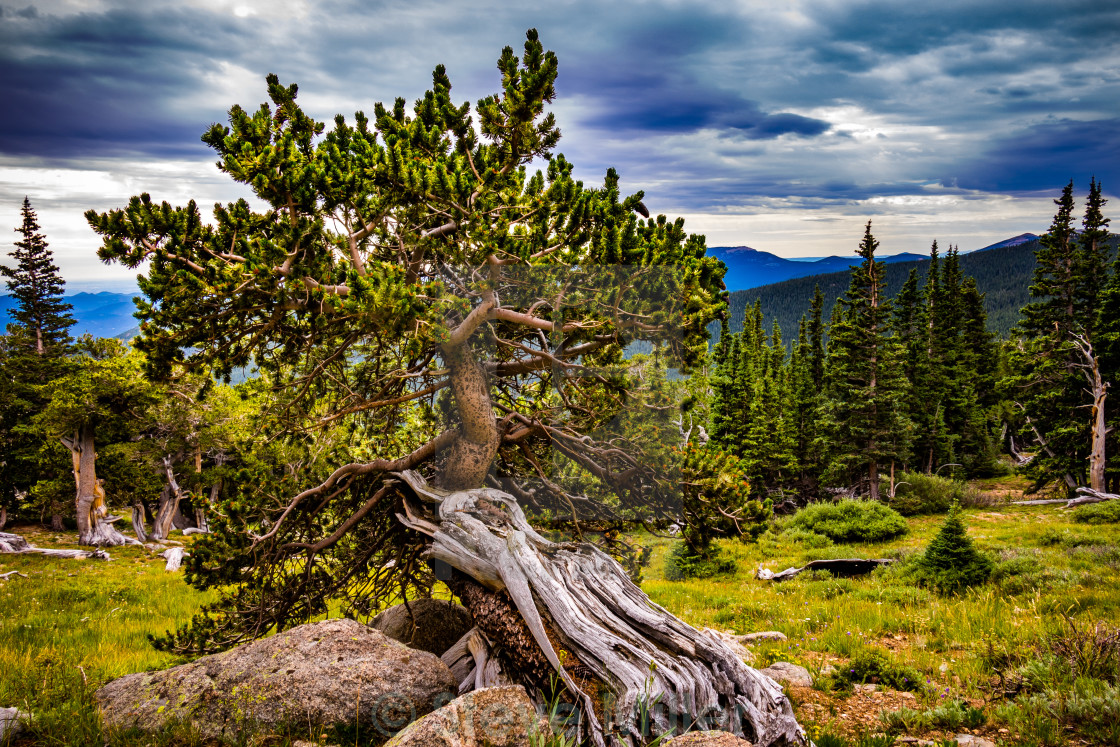 "BristleCone Pine" by Steve Miller - $19.30 "BristleCone Pine" stock image