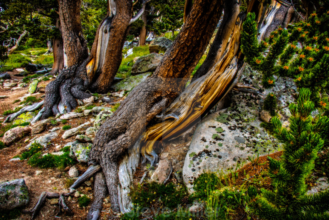 "Twisted Trunks of Bristlecone pines" by Steve Miller - $19.30 "Twisted Trunks of Bristlecone pines" stock image