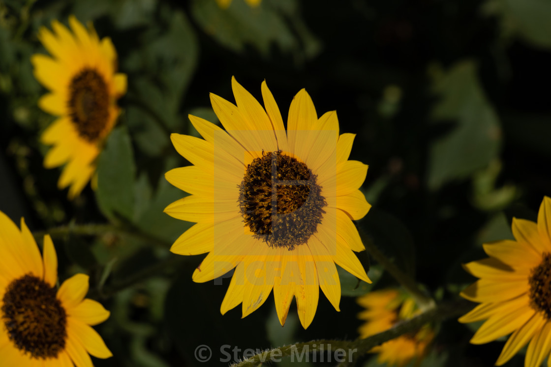 "Wild Sunflower - Helianthus annuus" by Steve Miller - $19.30 "Wild Sunflower - Helianthus annuus" stock image