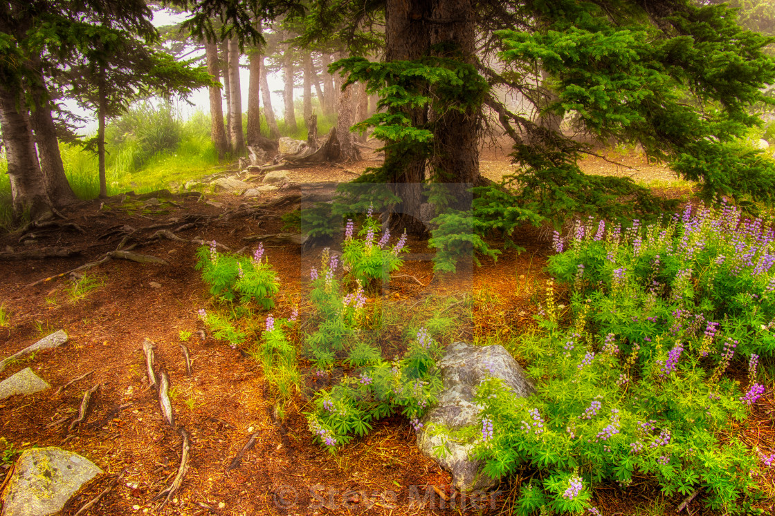 "Forest Lupines" by Steve Miller - $19.30 "Forest Lupines" stock image